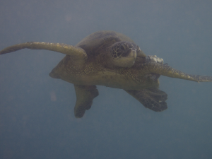 lahaina_diver_maui_hawaii_green_turtle_scuba_dive_400